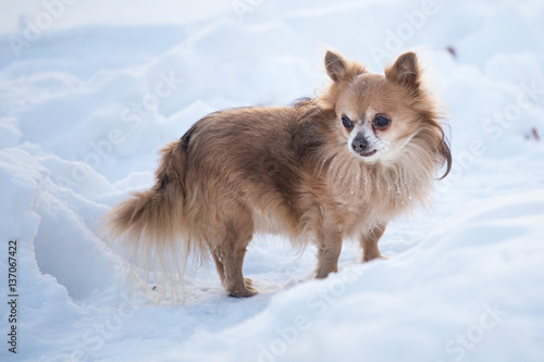 Old Chihuahua in the snow © Lubos Chlubny