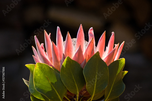 Konstfotografi Sunlit King Protea against a dark background