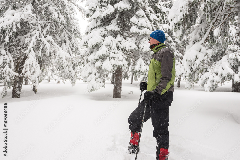 Traveler resting, standing among the snow-covered pine trees Traveler resting, standing among the snow-covered pine trees
