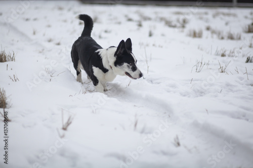 Собака вельш корги кардиган гуляет по снегу 