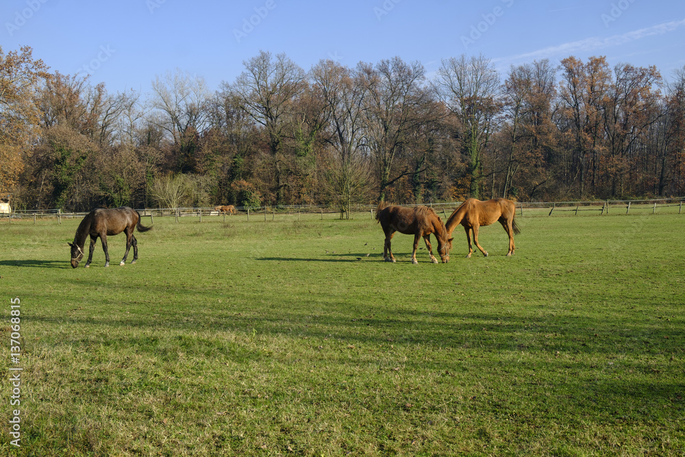 Obraz premium Monza park: horses at pasture
