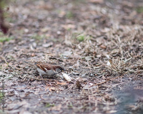 Sparrow on the leaves of bush in nature, note shallow depth of park.