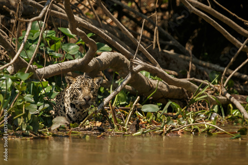 American jaguar is hunting in the nature habitat, panthera onca, wild brasil, brasilian wildlife, pantanal, green jungle, big cats © photocech