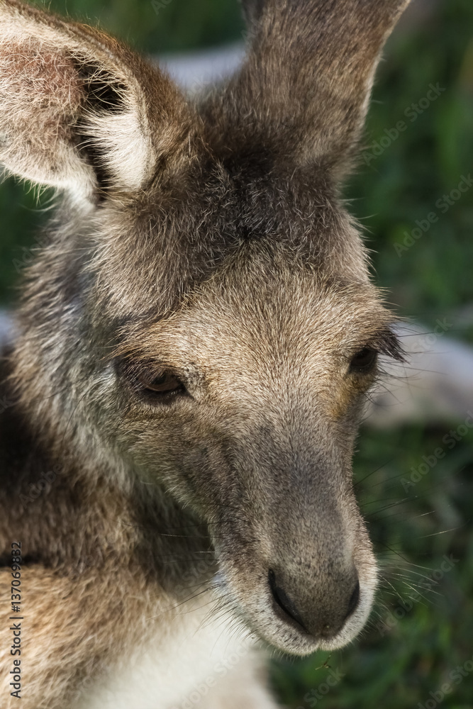 Portrait of a Pretty face or whiptail wallaby resting in the grass, Carnarvon Gorge, Queensland, Australia
