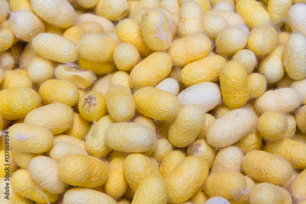 gold natural cocoon balls background, raw material for silk clot gold natural cocoon balls background, raw material for silk clot