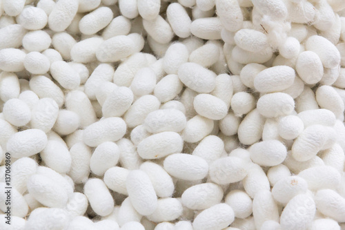 white cocoon balls background, raw material for silk cloths in T photo