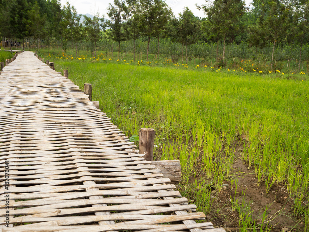 Walk way in the rice field