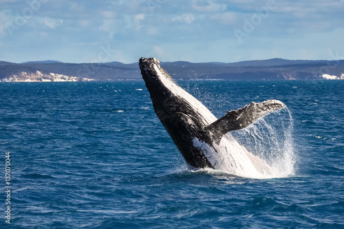 Humpback whale spy hopping, Hervey Bay, Queensland