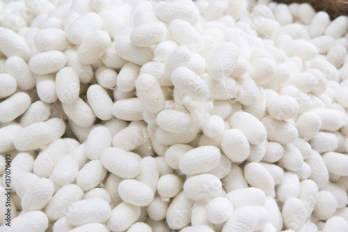 white cocoon balls background, raw material for Thai silk