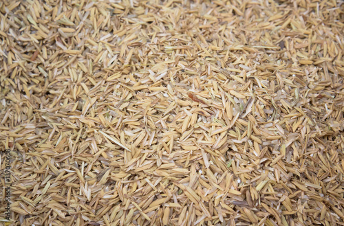 golden paddy rice background