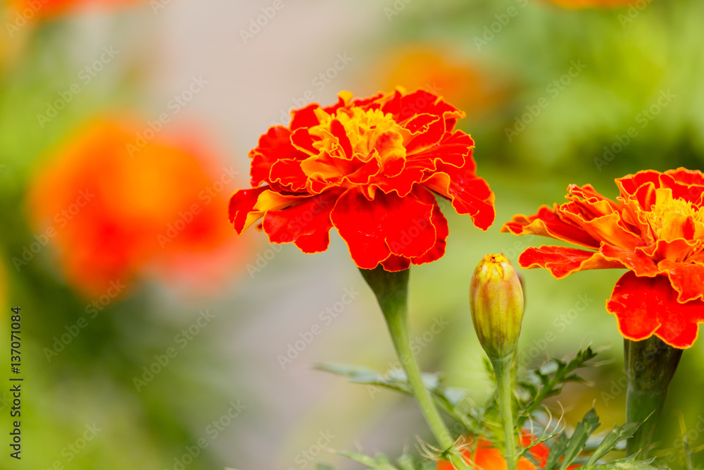 Marigolds flowers in the garden