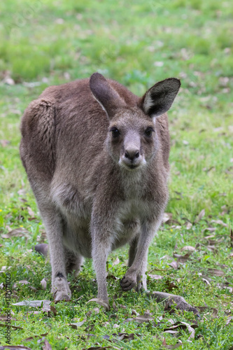 Close up of an Eastern grey kangaroo, facing, Girraween National Park, Queensland, Australia