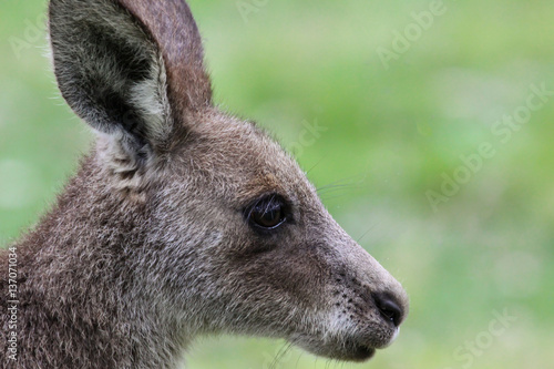 Fototapeta Naklejka Na Ścianę i Meble -  Profile of an an Eastern grey kangaroo, facing, Girraween National Park, Queensland, Australia