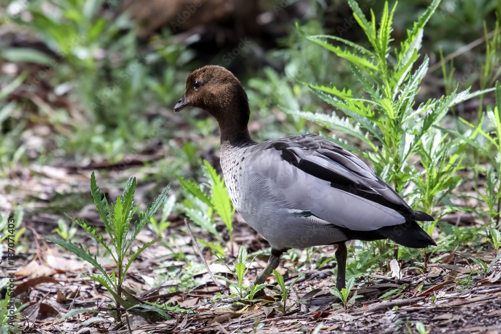Close up of an Australian wood duck, Girraween National Park, Queensland, Australia Close up of an Australian wood duck, Girraween National Park, Queensland, Australia
