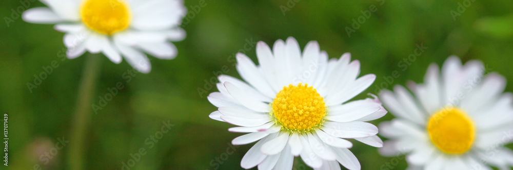 Fototapeta premium Gänseblümchen auf einer Wiese