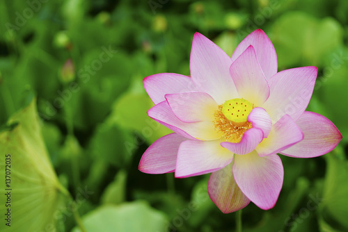 lotus (연꽃)