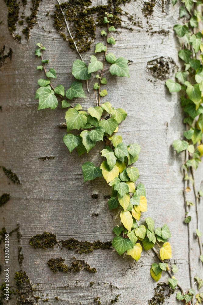 symbiosis of evergreen growing on birch tree trunk