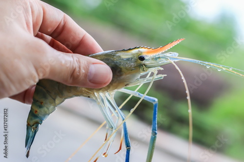 Raw shrimp photo