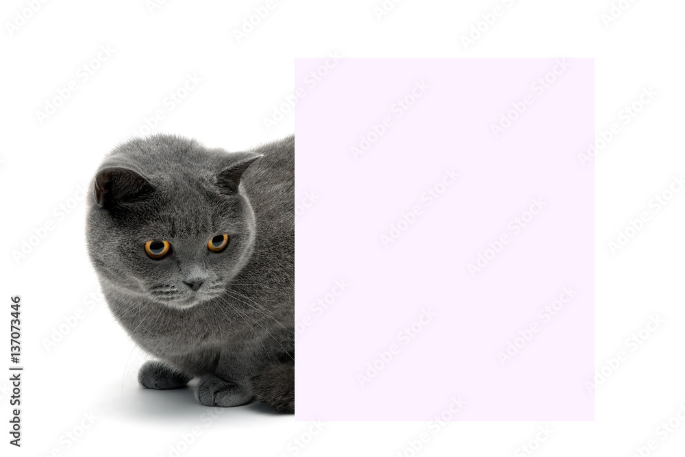 beautiful cat sitting behind a banner on a white background