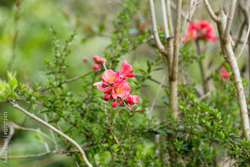 chinese red flowering quince (Chaenomeles speciosa)