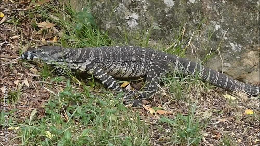 Lace monitor (Varanus varius) ,Tasmania, Australia Lace monitor (Varanus varius) ,Tasmania, Australia