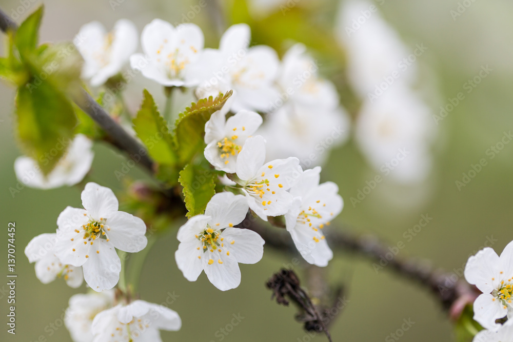 white blossoms of fruit tree in spring white blossoms of fruit tree in spring