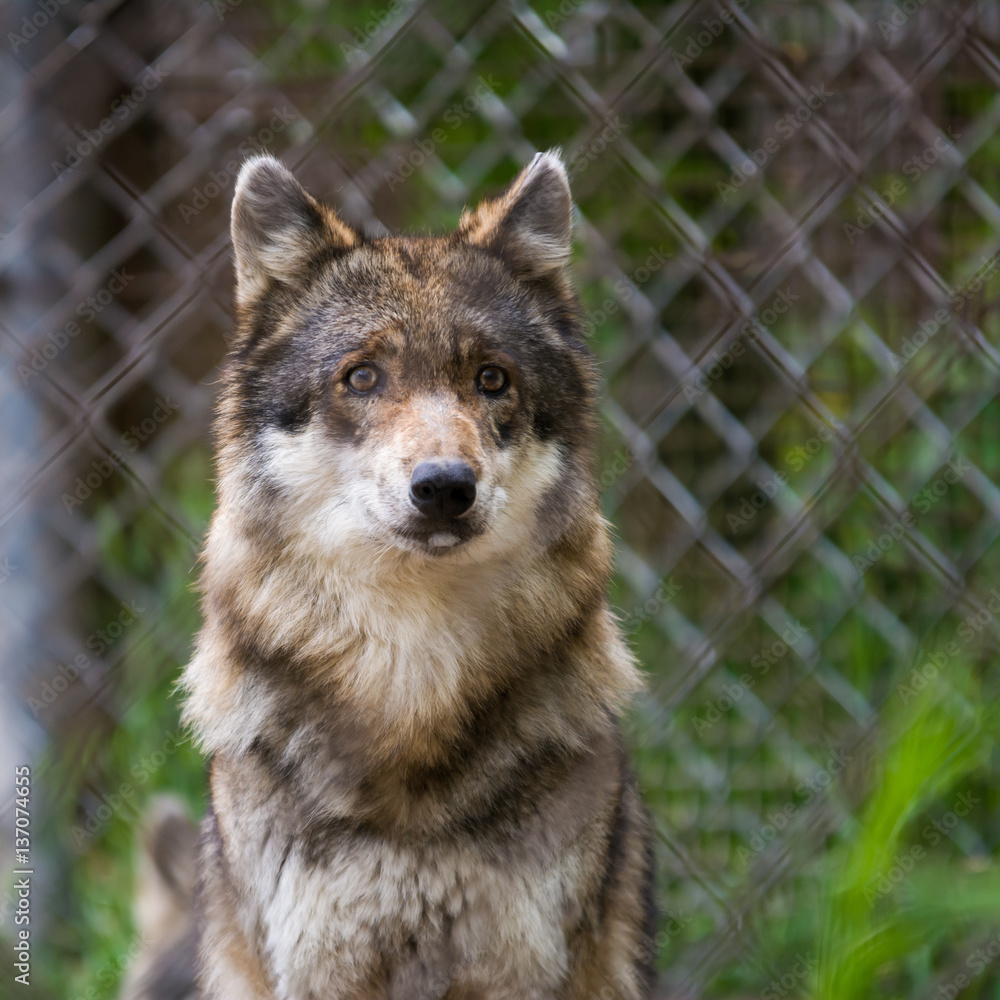 View wolf in captivity behind mesh