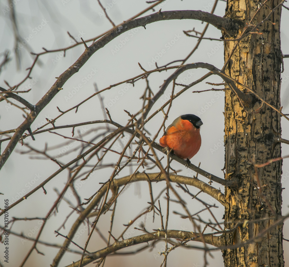 nature background with trees branches and small red bird sitting