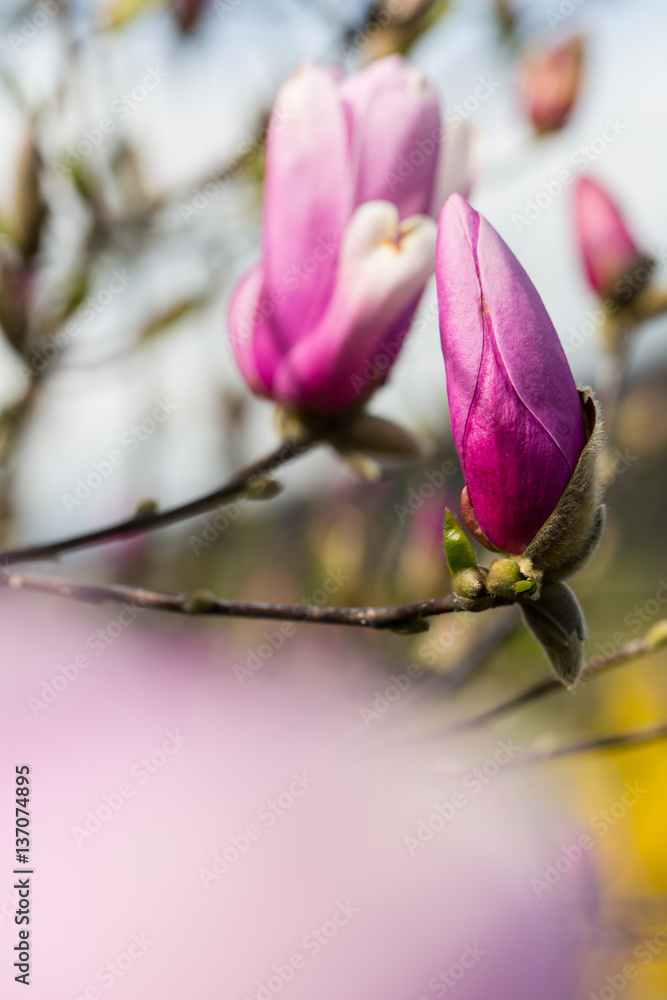 saucer magnolia blossom with big pink petals saucer magnolia blossom with big pink petals