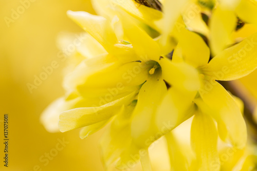 Valokuvatapetti blossoming forsythia shrub detail