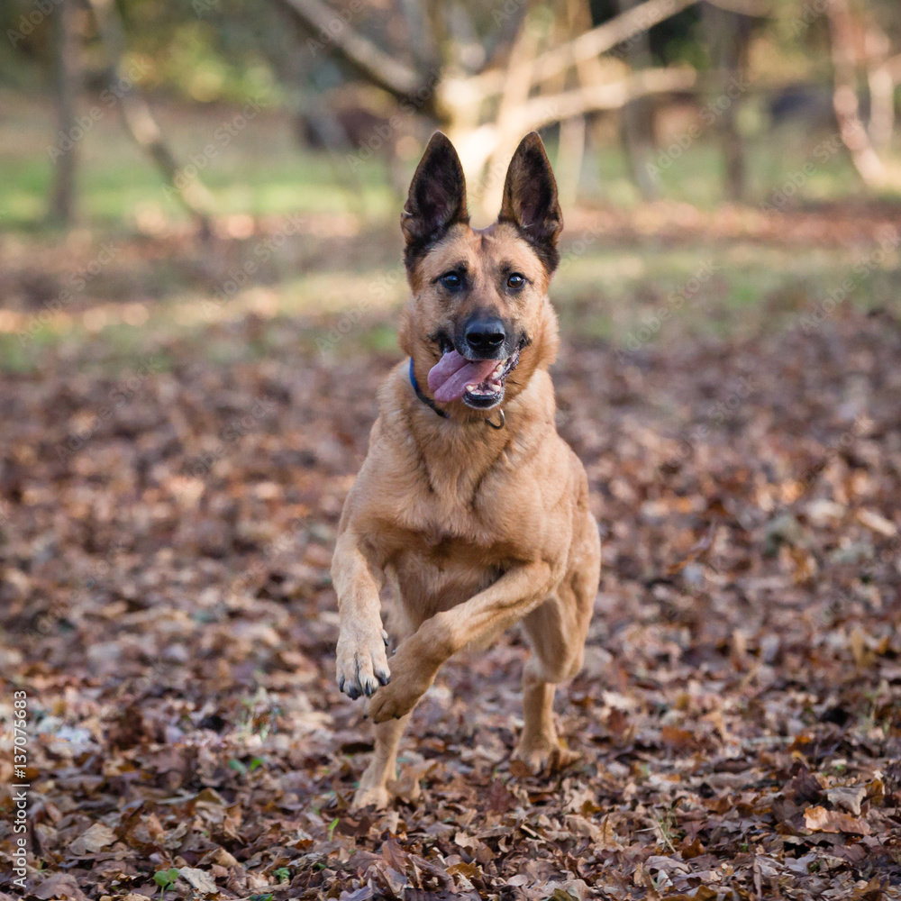 Belgian Shepherd Dog