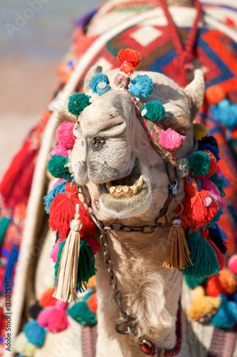 Camel funny face - showing teeth