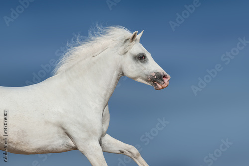White beautiful pony portrait in motion against blue sky