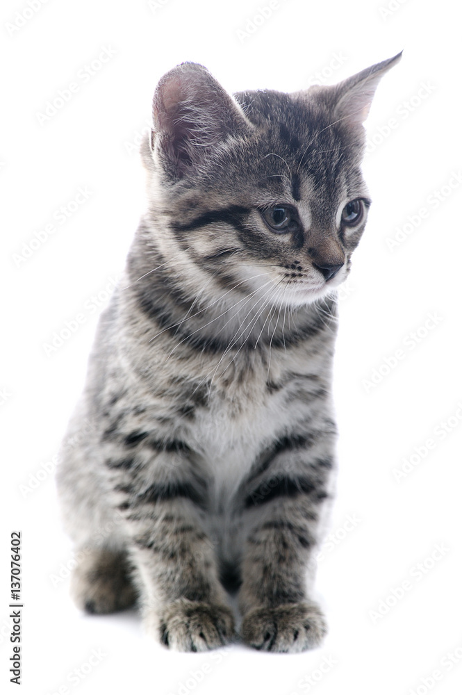 kitten kitten