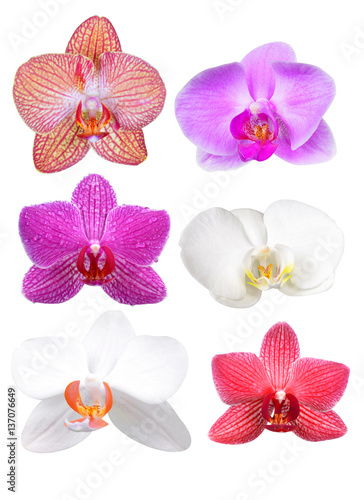 Colorful orchid flowers isolated on white background