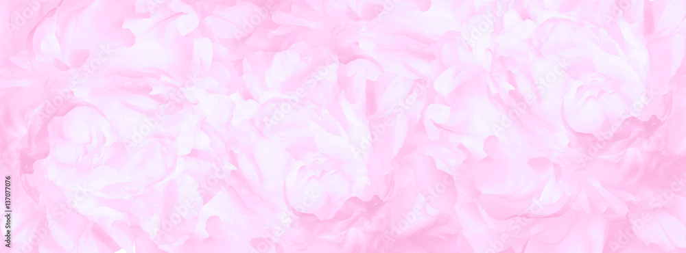 banner pink peonies