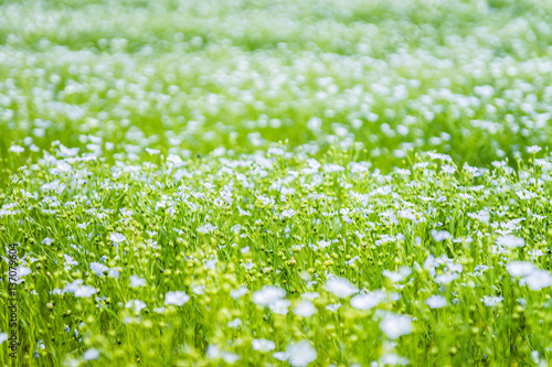Field with beautiful flax flowers