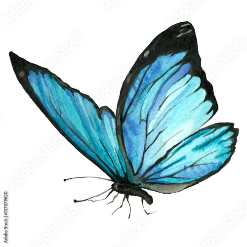 Illustration of a blue butterfly painted by hand with watercolor