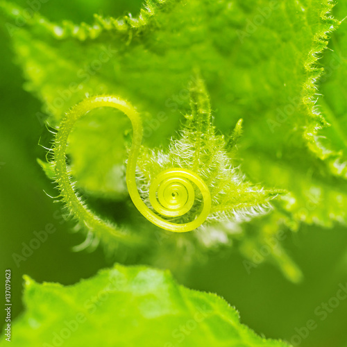 Obraz na plátně Young small spiral tendril of cucumber with a green fresh leaves