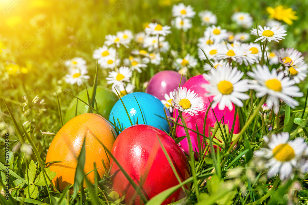 Colorful Easter eggs in grass with daisy flowers