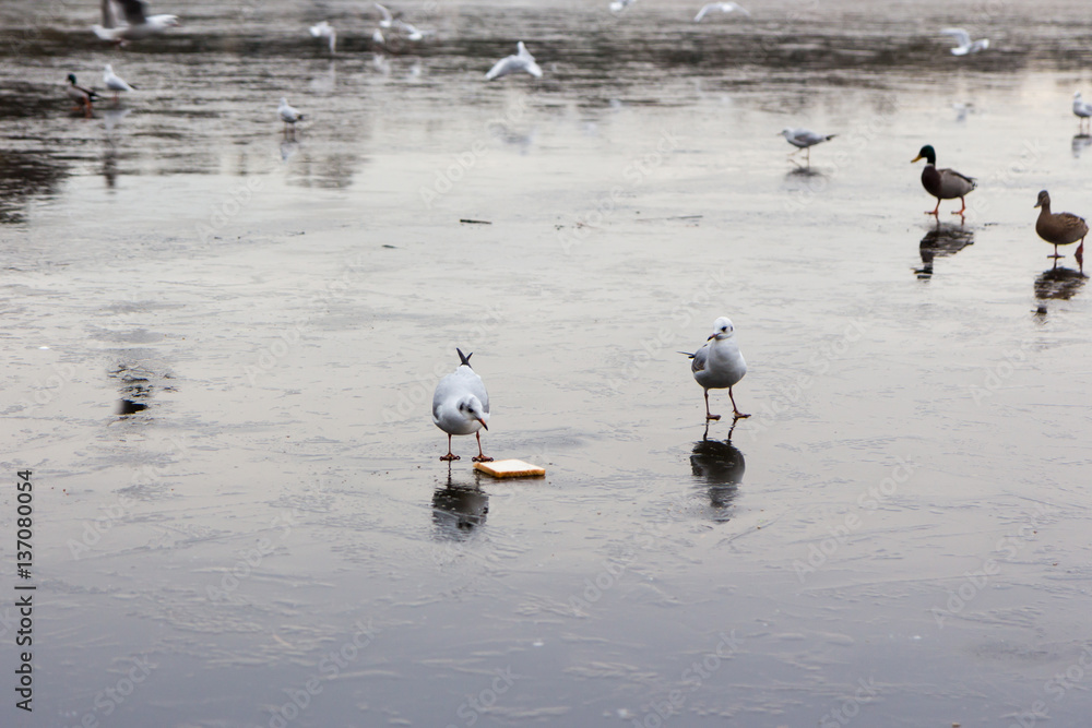 Obraz premium Swans birds and Ducks in the countryside in middle England