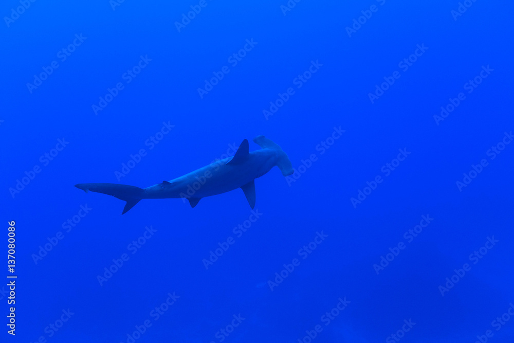 Fototapeta premium Hammerhead