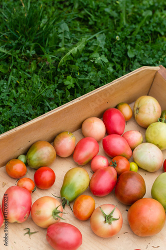 many colorful tomatoes with different size background in a wooden tray on green grass