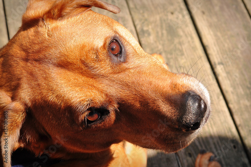 Dog looking up