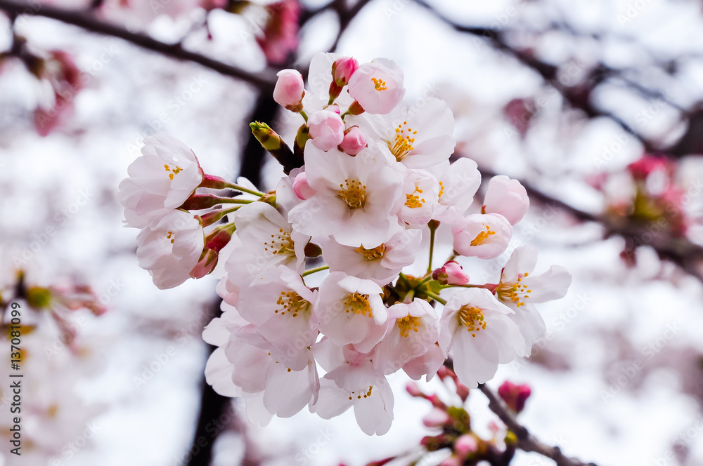Naklejka premium Cherry blossoms