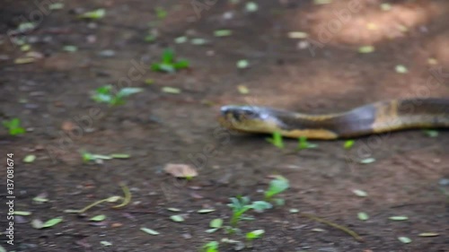 Cobras slither through in Thailand.