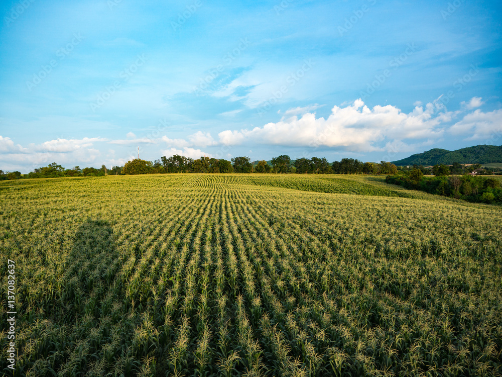 Cornfield farm