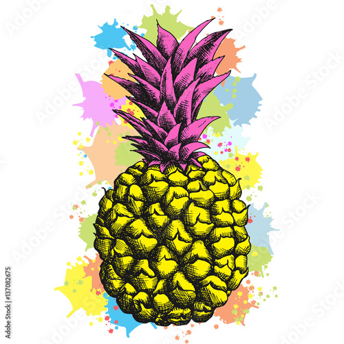 vector illustration of pineapple ananas hand drawn sketch for art print, poster or card