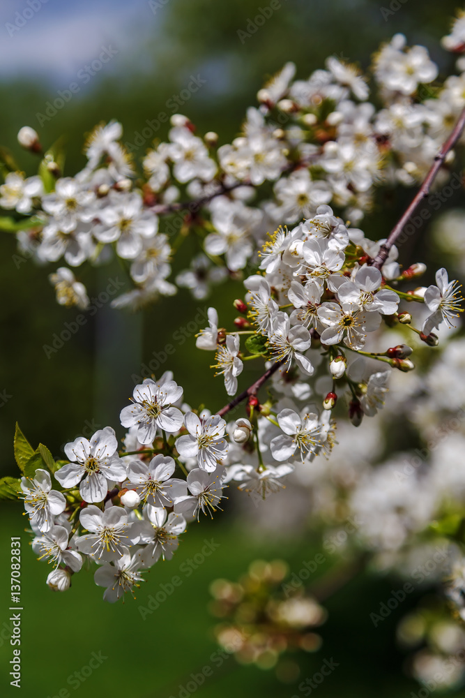 Blossoming cherry branch Blossoming cherry branch