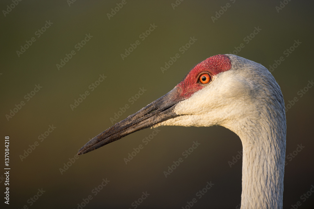 A close head shot of an adult Sandhill Crane with a smooth background in the early morning sunlight.